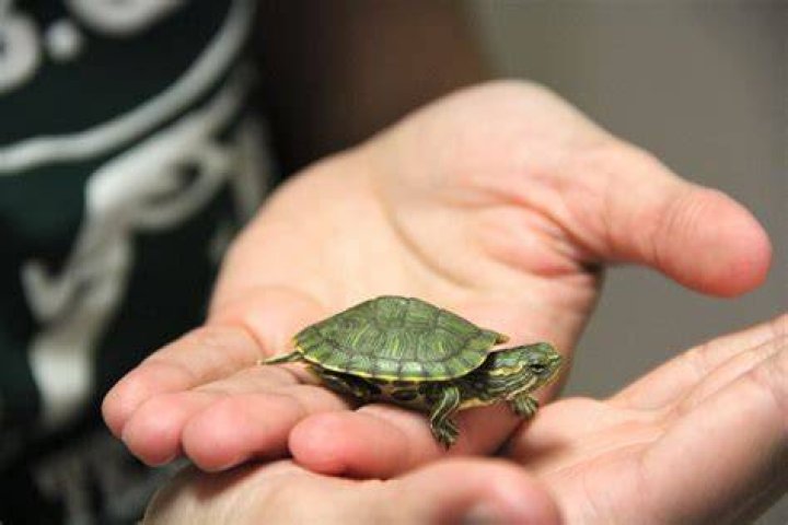 Do Turtles Make Great Pets? 👀🐢 YouTube