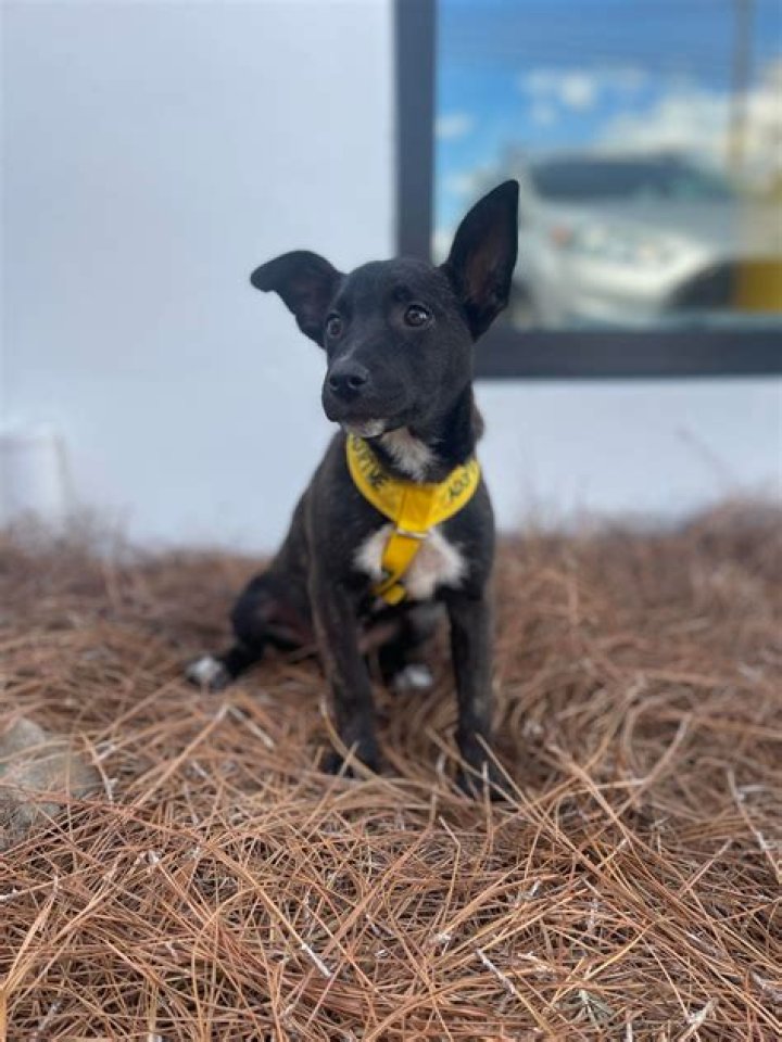 Dog for Adoption JUDY, a Labrador Retriever in Bronx, NY Alpha Paw