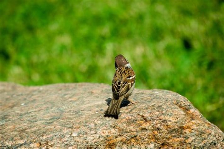 Download Tiny Brown Beautiful Birds Wallpaper