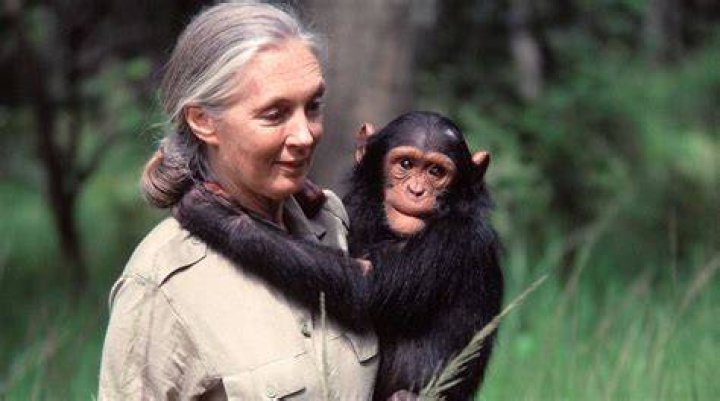 Dr Jane Goodall is an English ethologist and activist and one of the world&rsquo;s foremost experts on chimpanzees. Photo / Michael Neugebauer