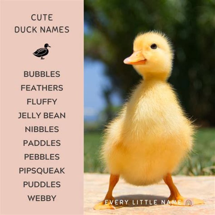 Duck Names (Cute, Cool & Funny Ideas For Males & Females) Funny