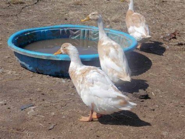 Ducks have always been a popular choice for pets and farm animals. They