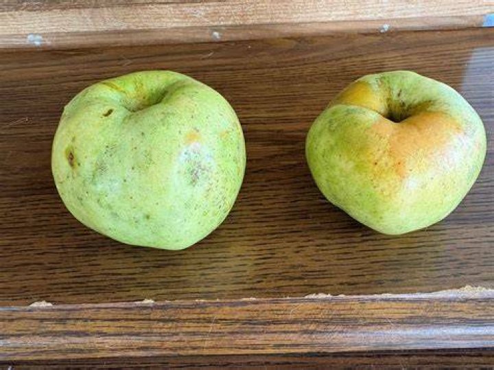Eat Ugly Apples &mdash; Door Creek Orchard