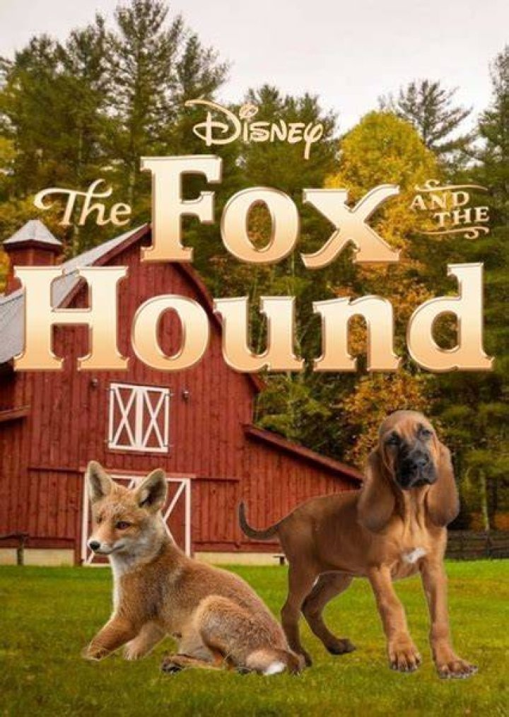 Fan Casting Collette Wolfe as Vixey in Fox and the hound 3 on myCast