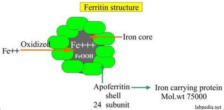 ما هو تحليل ferritin المعدل الطبيعي وشرح خطوات تحديده