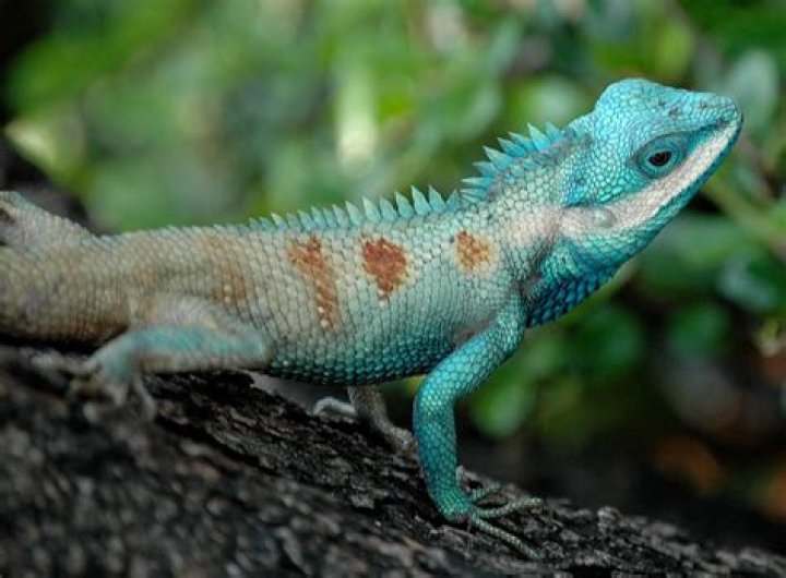 FileBangkok Reptiles Blue crested Lizard.jpg Wikipedia