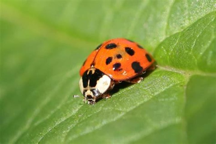 Francis the Lady Bug in A Bug's Life