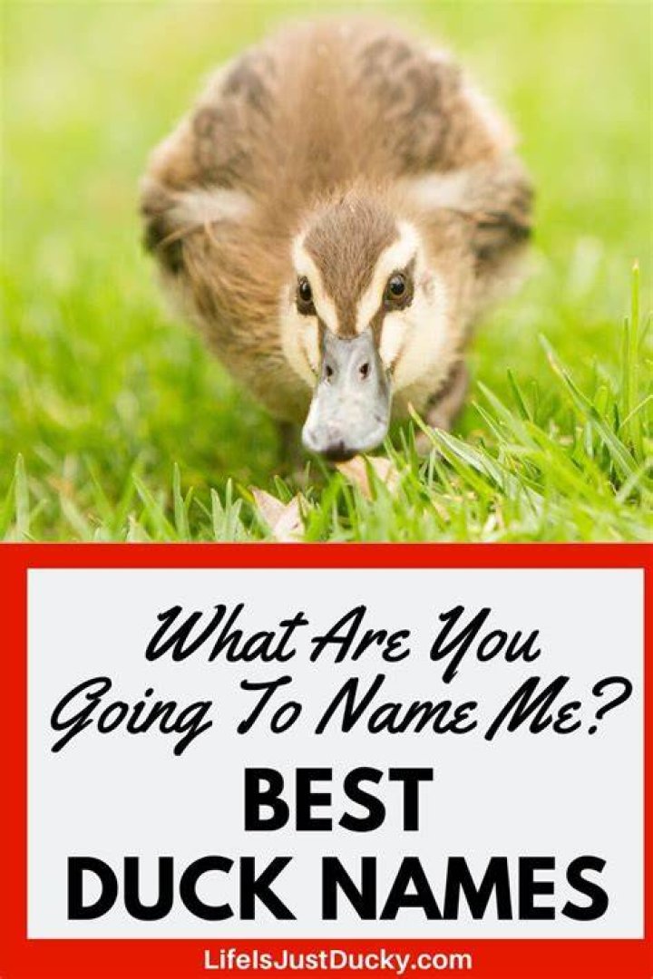Funny Names For Ducks: A Comprehensive Guide To Quacking Humor