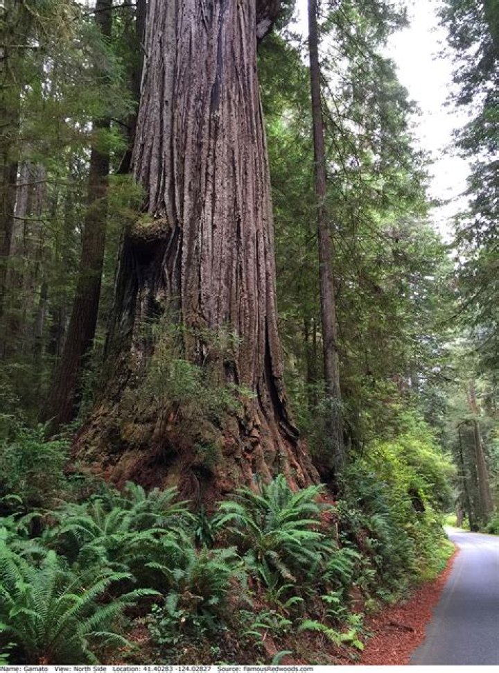 Gamato Tree Famous Redwoods