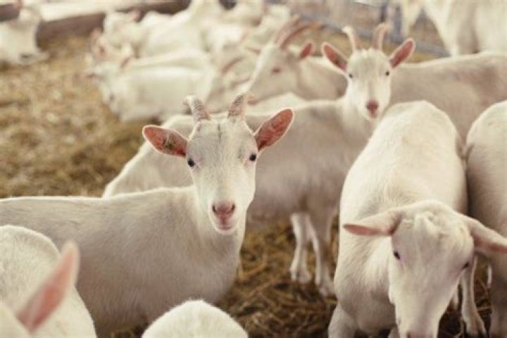 Goat Meat [Chapter 11] Raising Goats Homestead Handbook Flipboard