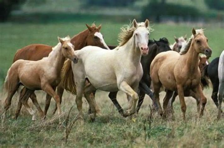 Golden horse breed: Top 9 breeds with an alluring shiny coated sheen