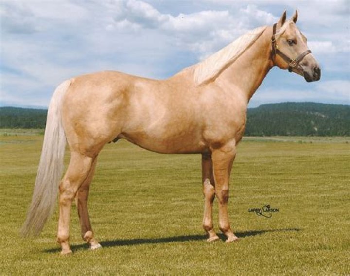 Golden Quarter Horse