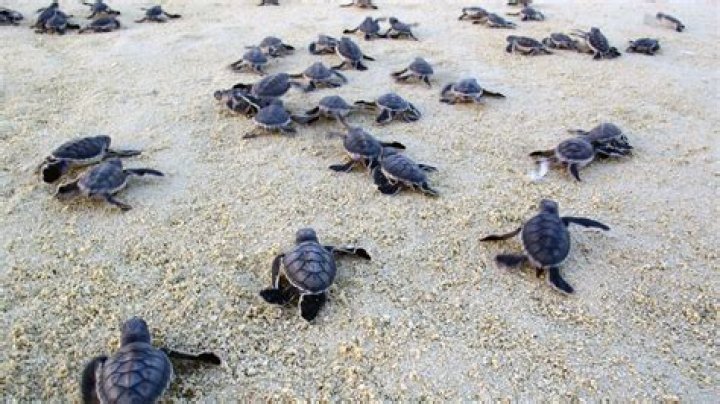 Green Turtle hatch: Queensland researchers found 54 per cent of young turtles have ingested plastic. Photo / Chris McGrath, Getty
