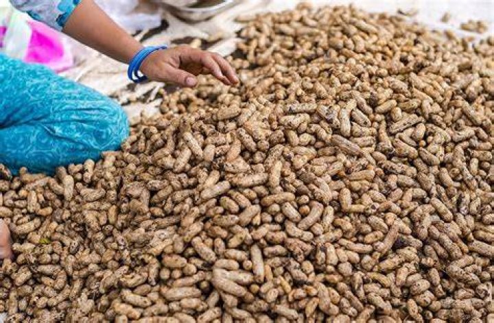 Groundnuts One of the healthiest foods around Healthyliving from