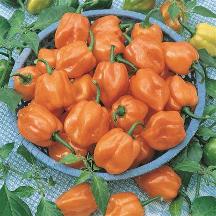habanero chillies habanero chillies