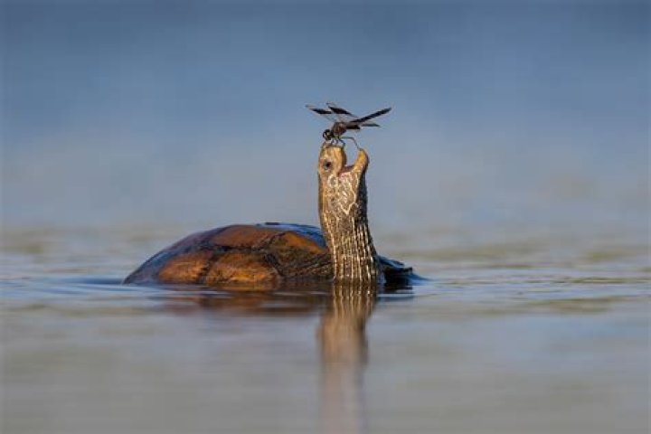 Happy turtle. Photo / The Comedy Wildlife Photography Awards 2023, Tzahi Finkelstein 