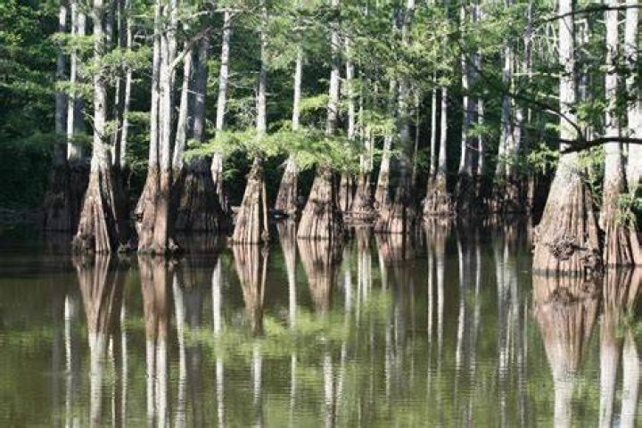 Hatchie National Wildlife Refuge Alchetron, the free social encyclopedia