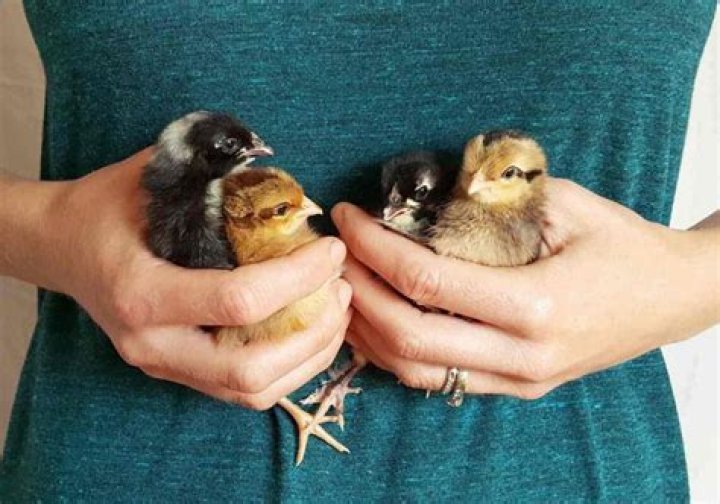 Here's How Much The Chicks Are Really Worth