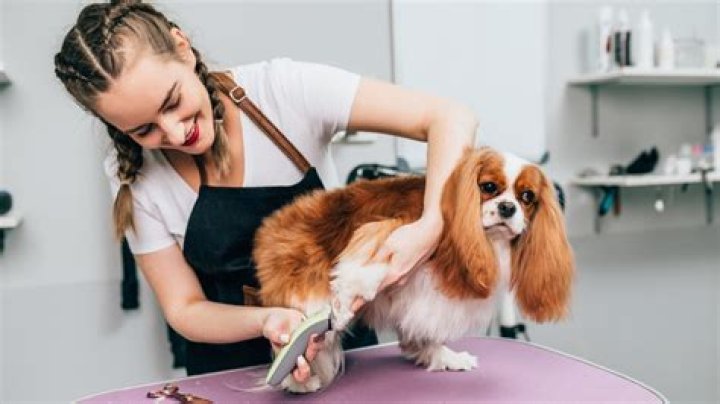 How Much Money Do Dog Groomers Make?
