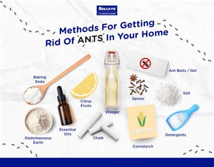 How to get rid of ants: 7 genius ways