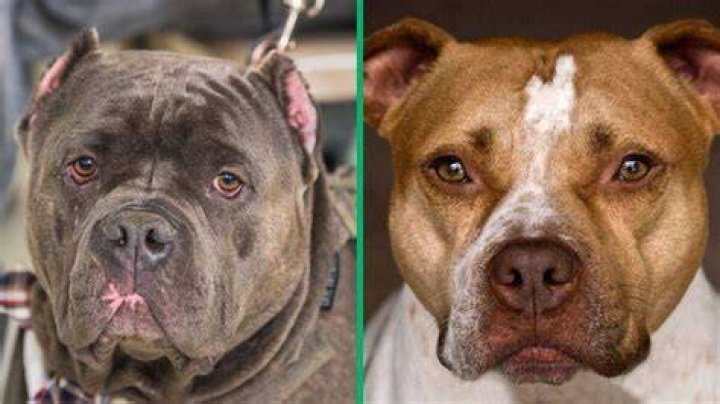 How To Prevent a Pit Bull Attack: Expert Shares 3 Tips To Avoid a Deadly Encounter