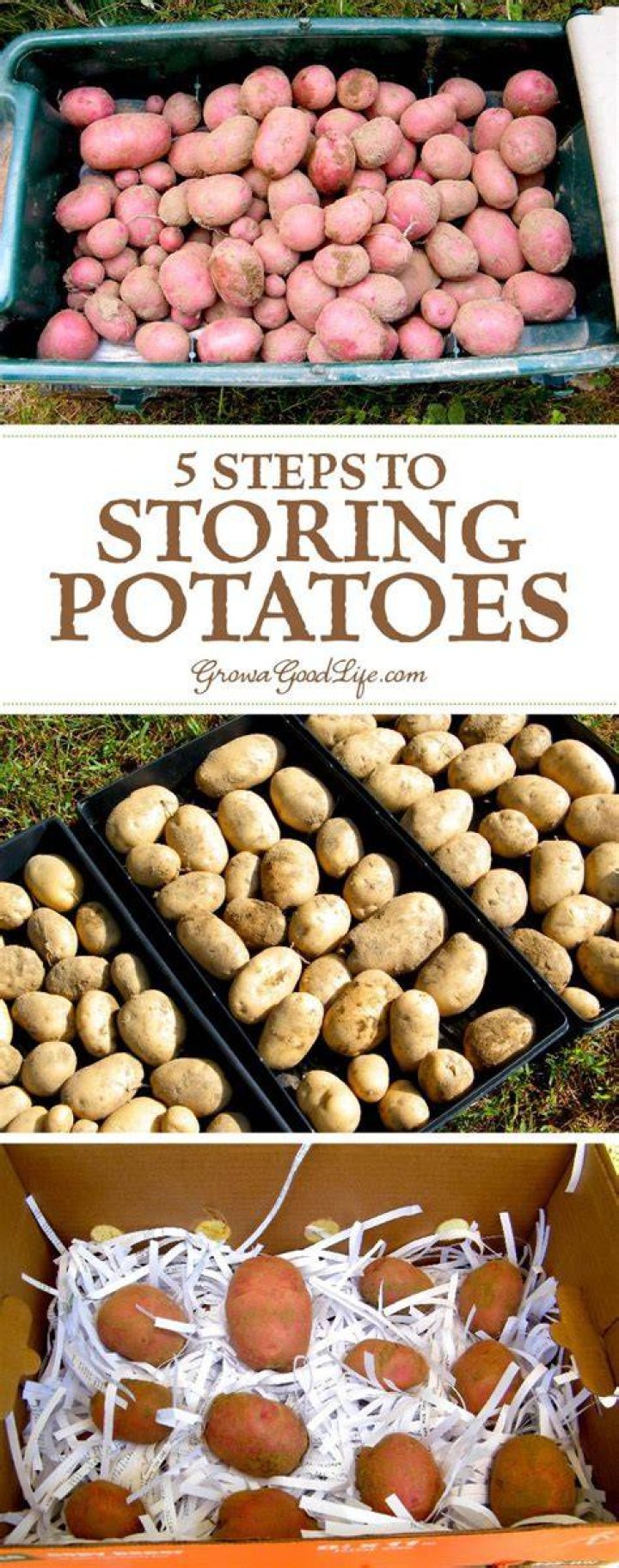 How To Store Homegrown Potatoes Storables