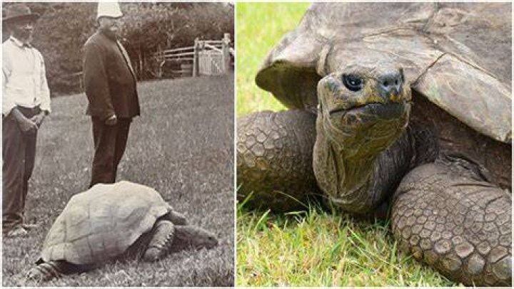 Jonathan: 190-Year-Old Tortoise Becomes World’s Oldest Living Land Animal