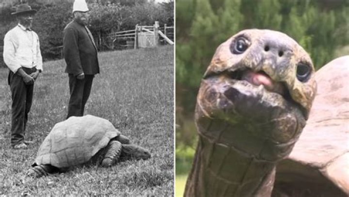 Jonathan:190-Year-Old Tortoise is the oldest animal in the world. Jonathan:190-Year-Old Tortoise is the oldest animal in the world.