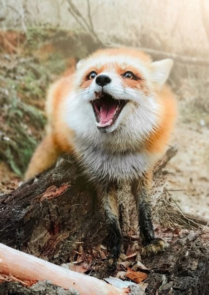 JuniperFoxx Fan Casting