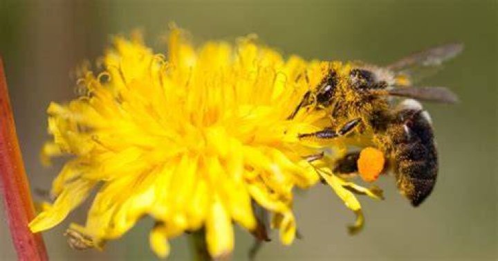 Killer Bees giving the thumbs-up