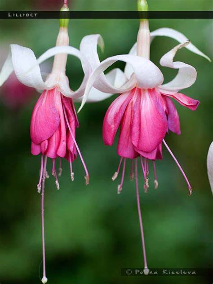 Lilibet FuchsiaFinder