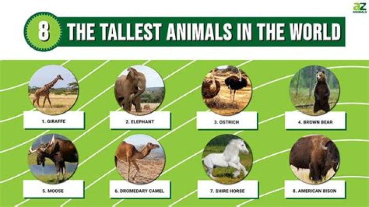 List 6 how tall is channing tatum best, you should know T&agrave;i Liệu Điện Tử