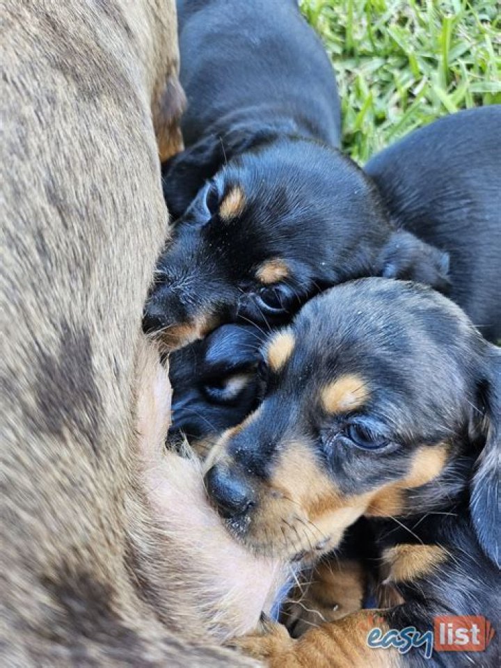 mady gio massive puppies SexiestCelebrities