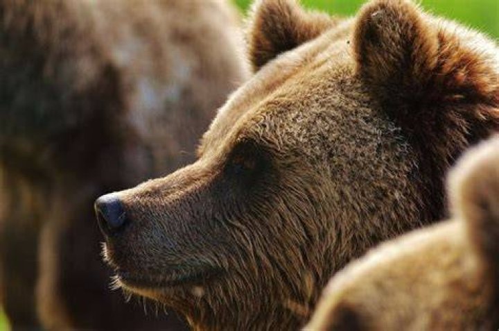 Man Runs Into Bear While Texting It Was A Close Call Tooxta World