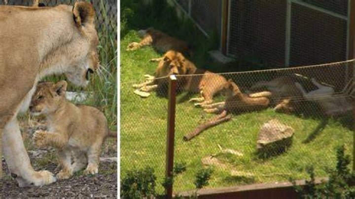 Man’s Escaped Lion Prank Frightens Park Visitors in TikTok Video: 