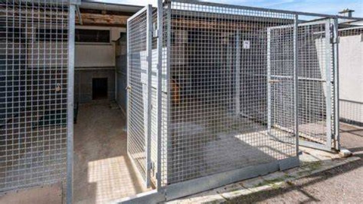 Manenberg Serial Cat Killer Suspect, Cape Town, Two dogs