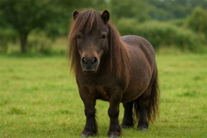Miniature Horse