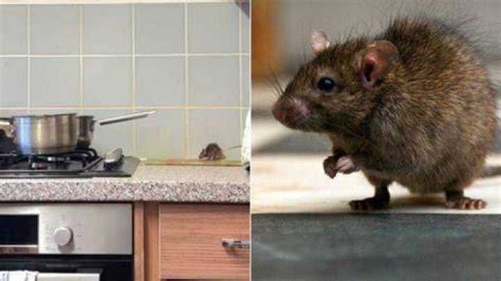 Mouse Sprints in UK Woman’s Kitchen, TikTok Video of Rodent Scurrying Past Gets 4.5M Views, Internet Laughs