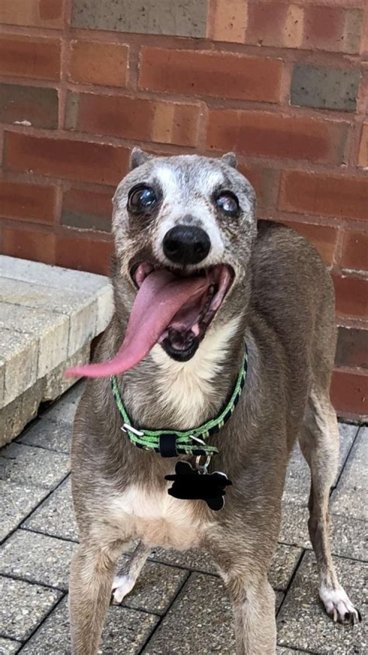 My moms super old toothless dog looks like a muppet when he pants r/aww
