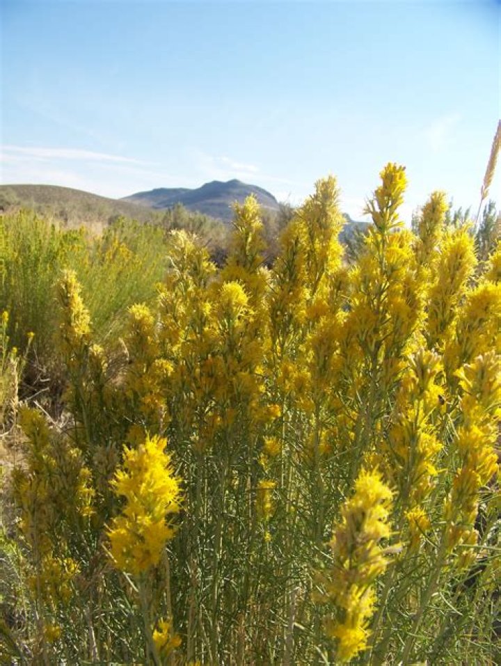 Nevada state flower Sagebrush Nevada Pinterest