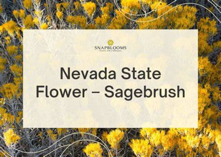 Nevada State Flower Sagebrush State Flowers Pinterest