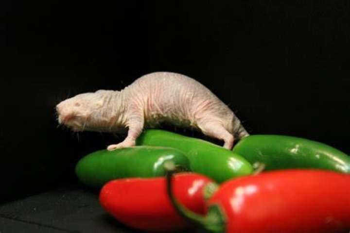 No beauty, no pain: How naked mole rats handle the heat