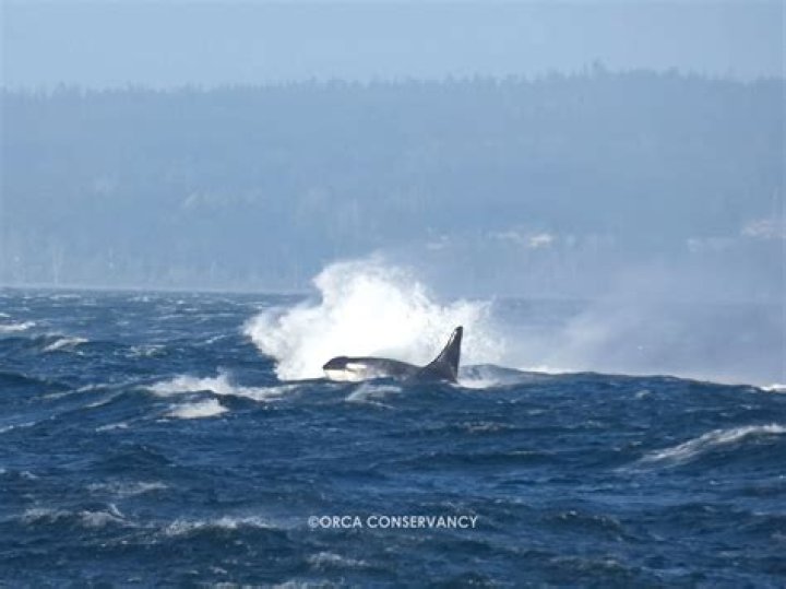 Orca at Waipū Cove captivated a crowd of about 1000 at the beach on Monday. Photo / James Graham