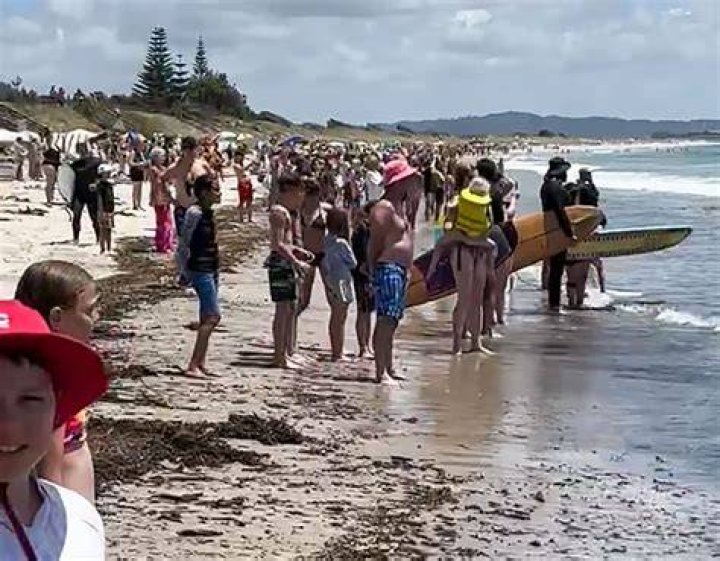 Orca pod at Waipū Cove, Northland, captivates large beach crowd