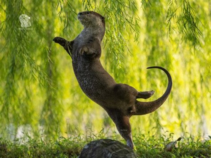 Otter Ballerinas. Photo / The Comedy Wildlife Photography Awards 2023, Otter Kwek
