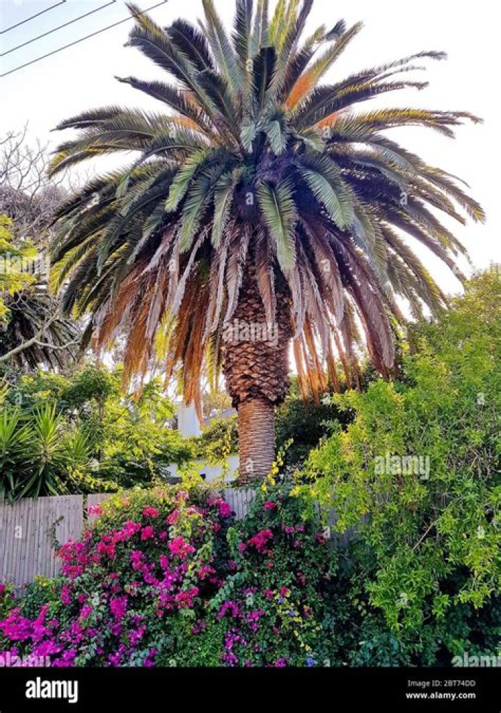 palm trees in south africa