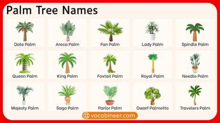 palm types
