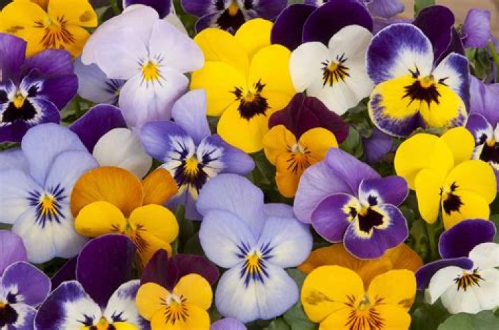 Pansies are happy, easy-going flowers that are easy to grow.