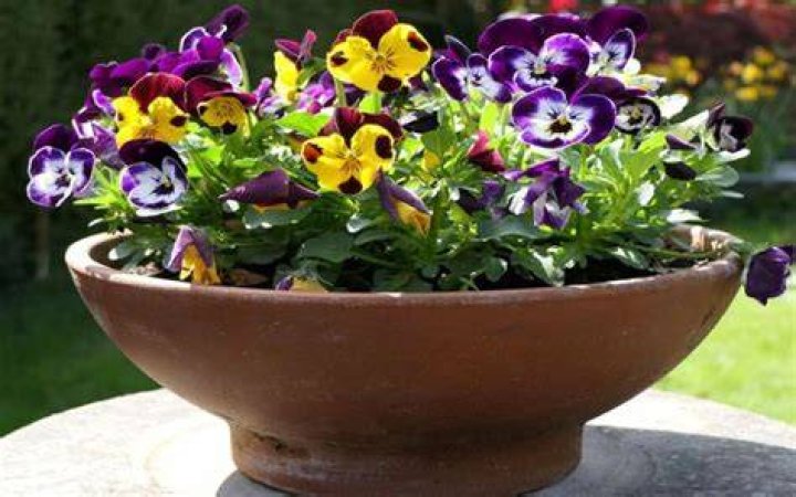 Pansies look stunning grown in hanging baskets, but watering needs to be monitored more carefully as they dry out quicker than pots on the ground. 