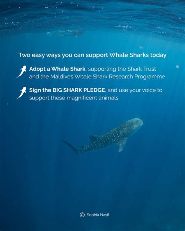 Paul & Shark&rsquo;s Shark Trust Capsule Proper Magazine